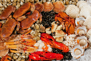 Deniz ürünleri